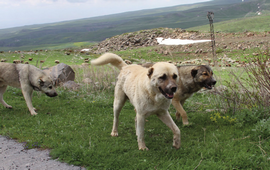 Собаки в Древней Армении